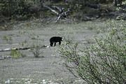 45 - Banff to Icefields - IMG_0965
